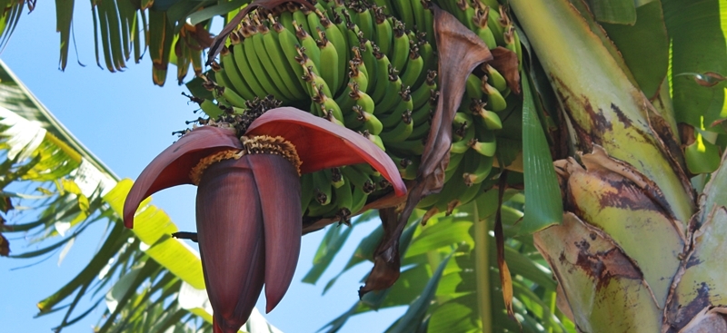 Bananen La Palma